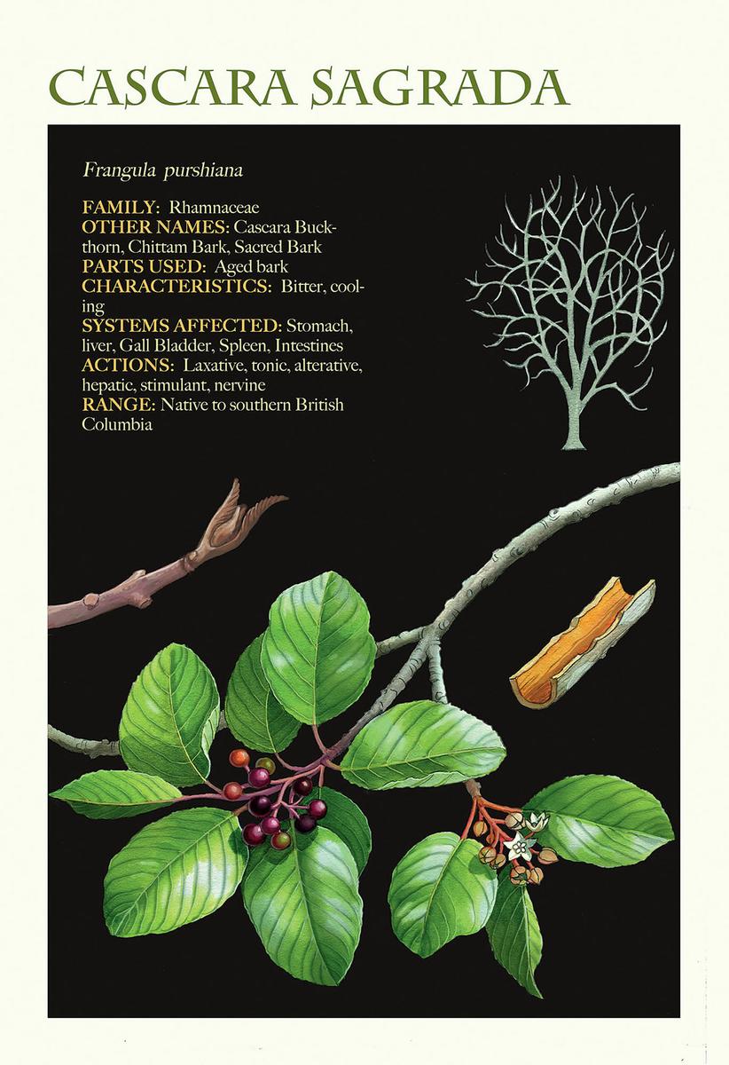 Medicinal Herbs of Western Canada